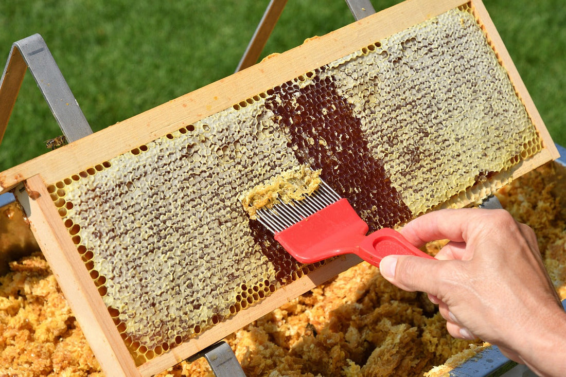 uk climate and flowers influence on honey taste and quality