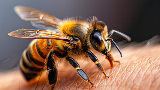 Bee perched on a person’s skin