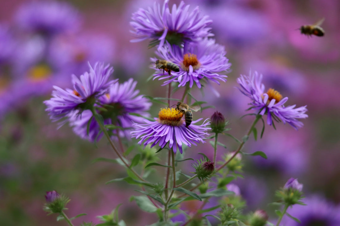 lilac-coloured flowers with a bee flying in the distance
