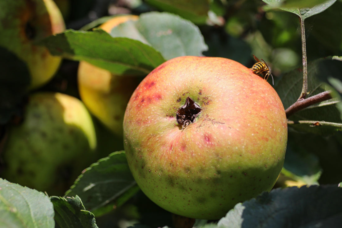 bee on apple