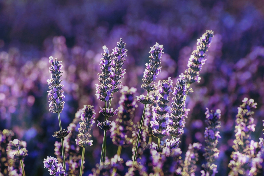 lavender field