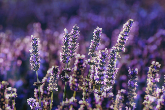 lavender field