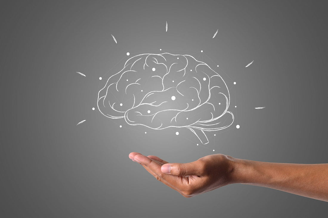 hand holding human brain