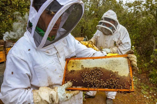 Move over, Manuka!  Introducing Spain's own superfood honey, Oak Honey!