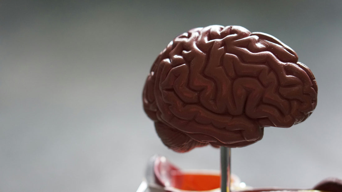 Human Brain