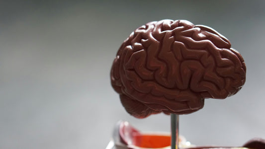 Human Brain