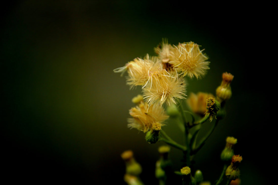 American Wildflower Honey Vs. British Wildflower Honey
